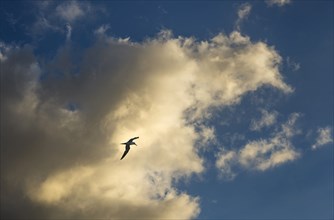 Sea tern flying against sky with cumulus cloud