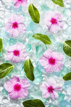 Pink flowers and green leaves on ice cubes
