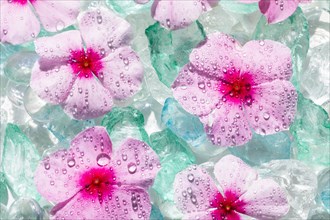 Pink flowers with droplets on ice cubes