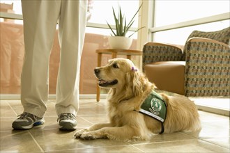 Golden retriever ready for pet therapy in hospital