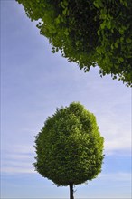 Green trees against sky