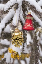 Close-up of Christmas ornaments on snow covered cholla cactus