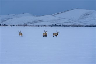 USA, Idaho, Bellevue, Herd of elks n snow covered field at morning