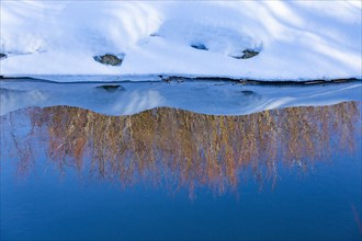 USA, Idaho, Bellevue, Reeds reflected in calm water of spring creek in winter