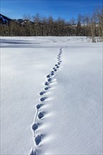 Animal tracks in snow covered field