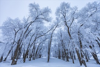 Bare trees covered with frost