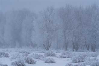 Frosty trees and bushes in field