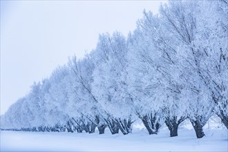 Row of frosty trees in snow covered field
