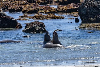 Male Northern elephant seals