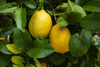 Close-up of ripe Meyer lemons on tree