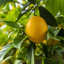 Close-up of ripe Meyer lemon on tree