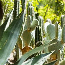 Cactus plants in garden