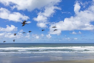 Flock of pelicans flying along beach