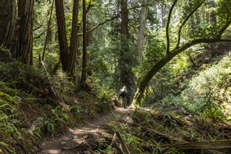 Senior woman hiking through redwood forest near Mt Tamalpais