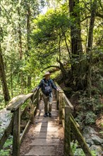 Senior man hiking through redwood forest near Mt Tamalpais