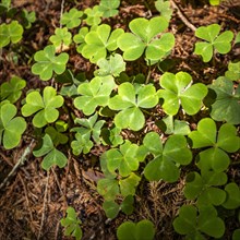 Clover leaves in Henry Cowell Redwoods State Park