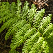 Fern leaf in Henry Cowell Redwoods State Park