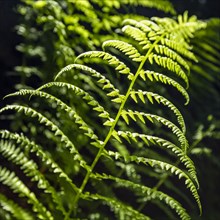 Fern leaf in Henry Cowell Redwoods State Park