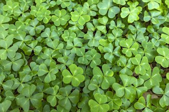 Clover leaves in Henry Cowell Redwoods State Park