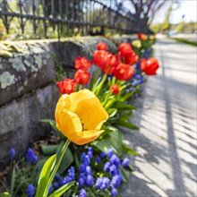 Colorful tulips along sidewalk