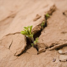 Seedling growing through cracked earth