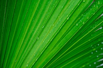 Close-up of green palm leaf with rain drops