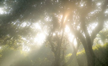 Sun shining through trees in morning mist