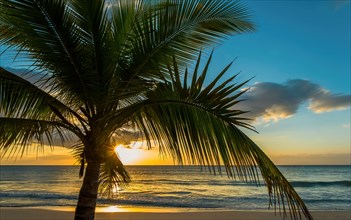 Palm tree and ocean at sunrise