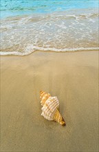 Conch seashell on sandy beach