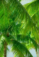 Close-up of palm trees