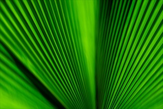 Close-up of green palm leaf