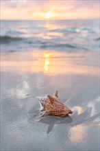 Conch seashell on sandy beach at sunset