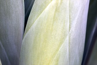 Close-up of agave leaves