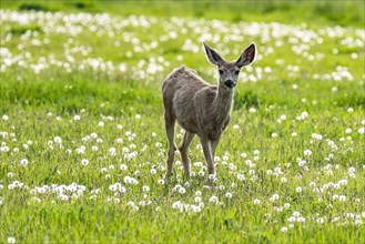 Young deer in meadow