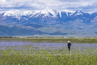 Senior woman standing in field of camas lilies with Soldier Mountain in background