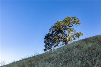 California oak trees on grassy hillsides