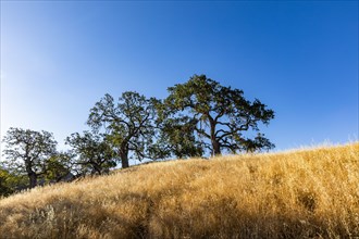 California oak trees on grassy hillsides