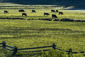 Cattles grazing in green pasture near Sun Valley