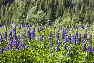 Lupine blooms in early summer in Sun Valley