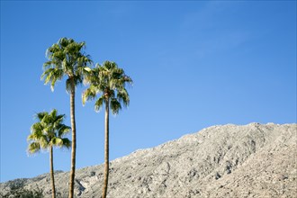 Three palm trees against blue sky