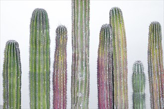Row of multicolored cactus