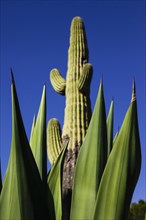 Sugaro cactus against blue sky