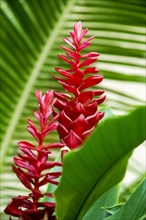 Close-up of ginger plant