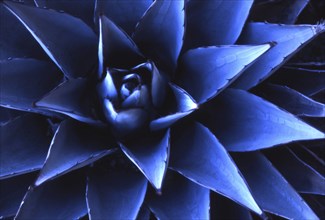 Close-up of blue Agave plant