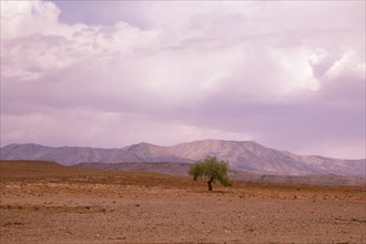 Lone tree in desert