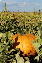 Large pumpkin in field