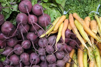 Beets and carrots at farmers market