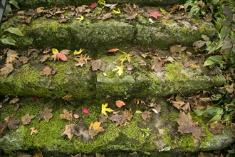 Autumn leaves on old stone steps