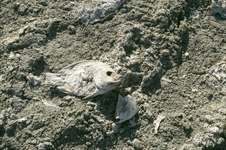 Desiccated fish due to drought