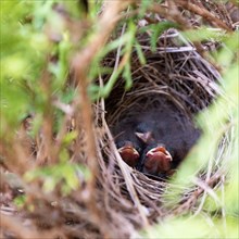 Baby birds in nest